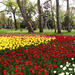 LALLELE IN TIMISOARA.Still023