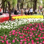 LALLELE IN TIMISOARA.Still025