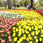 LALLELE IN TIMISOARA.Still026