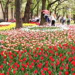 LALLELE IN TIMISOARA.Still028