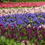 LALLELE IN TIMISOARA.Still034