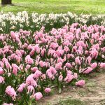 LALLELE IN TIMISOARA.Still035