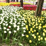 LALLELE IN TIMISOARA.Still036