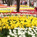 LALLELE IN TIMISOARA.Still037