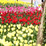 LALLELE IN TIMISOARA.Still038