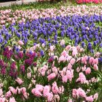 LALLELE IN TIMISOARA.Still040