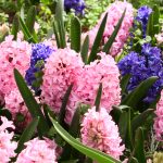 LALLELE IN TIMISOARA.Still042