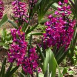 LALLELE IN TIMISOARA.Still043