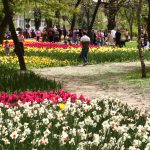 LALLELE IN TIMISOARA.Still044