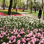 LALLELE IN TIMISOARA.Still045