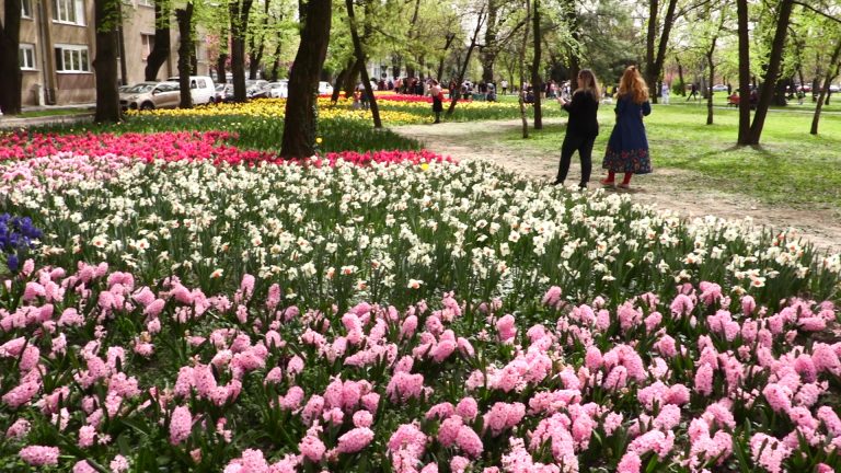 Parcurile din zona centrală a Timișoarei s-au transformat în grădini cu lalele multicolore. FOTO-VIDEO