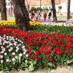 LALLELE IN TIMISOARA.Still047