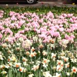 LALLELE IN TIMISOARA.Still049