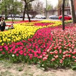 LALLELE IN TIMISOARA.Still054