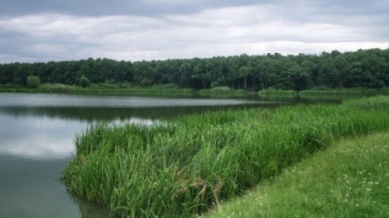 AJVPS Timiș populează bălțile și râurile cu pește