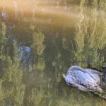 lebădă moartă pe Bega