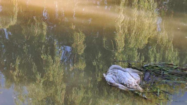 FOTO | Cadavrul unei lebede, găsit în Bega
