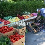 roșii paradaise (2)