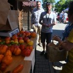 roșii paradaise (25)