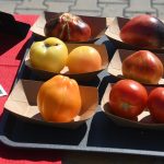 roșii paradaise (32)