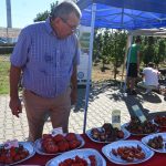 roșii paradaise (36)