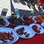 roșii paradaise (38)