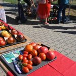 roșii paradaise (46)