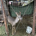 Braconaj cinergetic Timiș (1)