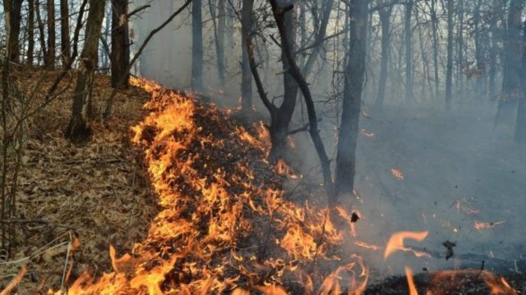 Ne plângem că nu avem păduri, dar le dăm foc! Peste 680 de hectare de litieră de pădure și vegetație uscată au ars în Timiș