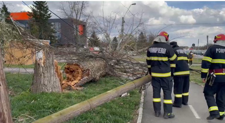 Vântul puternic a făcut ravagii în Timiș! Șase copaci s-au rupt, două semafoare, dar și mai mulți stâlpi de curent