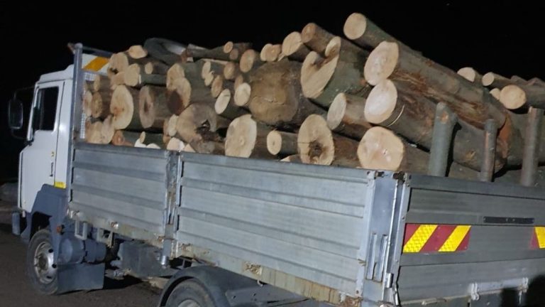 FOTO | Transport ilegal de lemne, descoperit în Timiș!