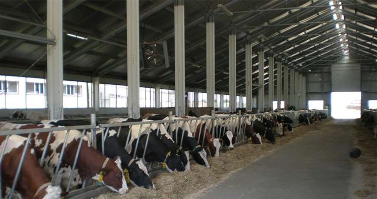 Autoritățile au început măsurile de prevenție pentru febra aftoasă. Iată semnele la care trebuie să fie atenți fermierii și gospodarii din Timiș