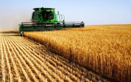 România va depăși Franța la producția de grâu. Cu toate acestea, avem pâinea cea mai scumpă din Europa!