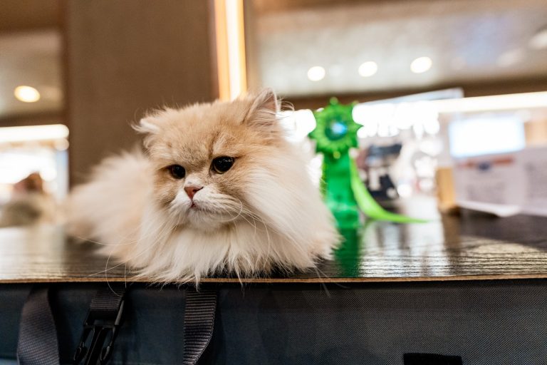 Zeci de feline vor fi prezente în acest weekend, la Iulius Town. În cadrul WCF WorldShow va avea loc și un moment dedicat primei rase de pisici românești