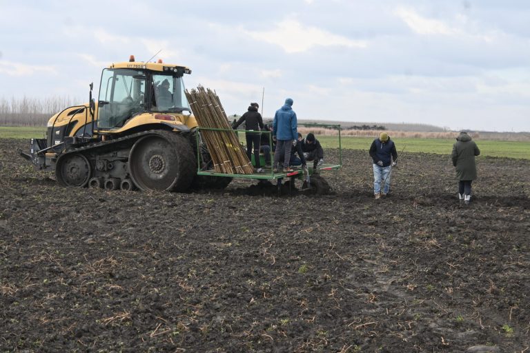 Eveniment UVT în comunitate: prima etapă de plantare în cadrul proiectului „Pădurea UVT” / FOTO-VIDEO