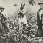 Deportați în Bărăgan, (9)